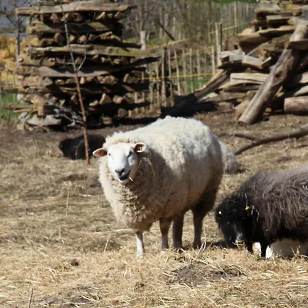 בית הארחה Antik-hof Bissee
