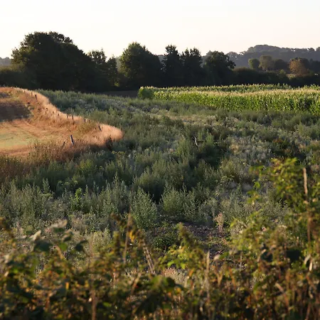 בית הארחה Antik-hof
