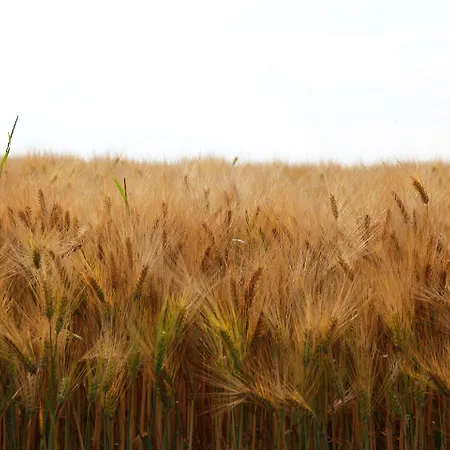 Antik-hof בית הארחה Bissee