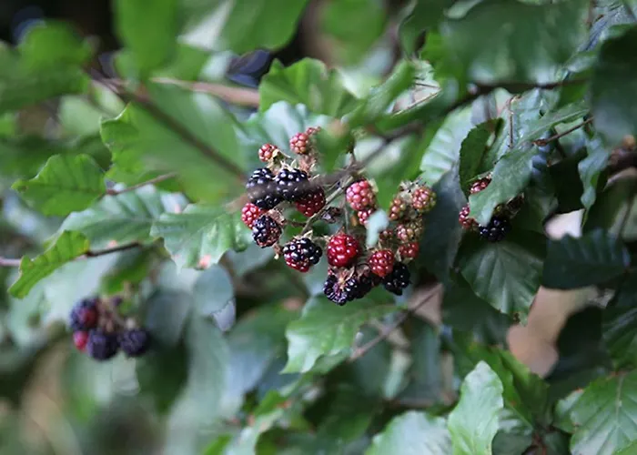 Antik-hof Penzion 3*